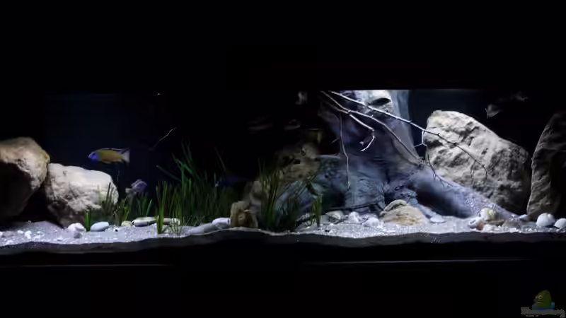 Aquarium Lake Malawi 3.0 - Sandzone von Florian Bandhauer (16)