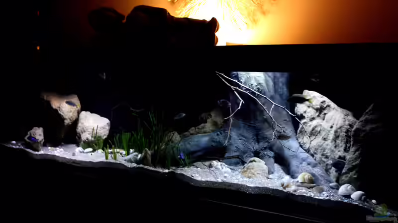Aquarium Lake Malawi 3.0 - Sandzone von Florian Bandhauer (17)