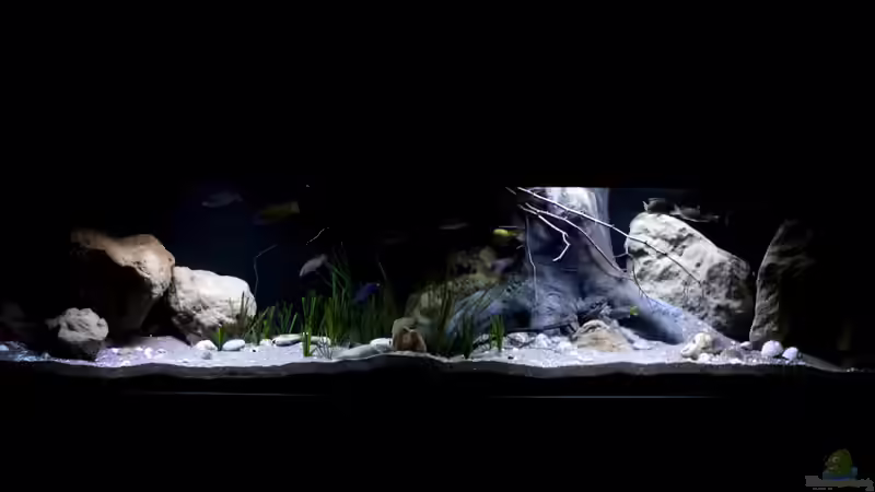 Aquarium Lake Malawi 3.0 - Sandzone von Florian Bandhauer (2)