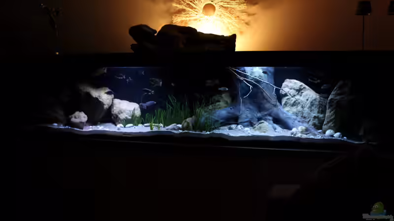 Aquarium Lake Malawi 3.0 - Sandzone von Florian Bandhauer (20)