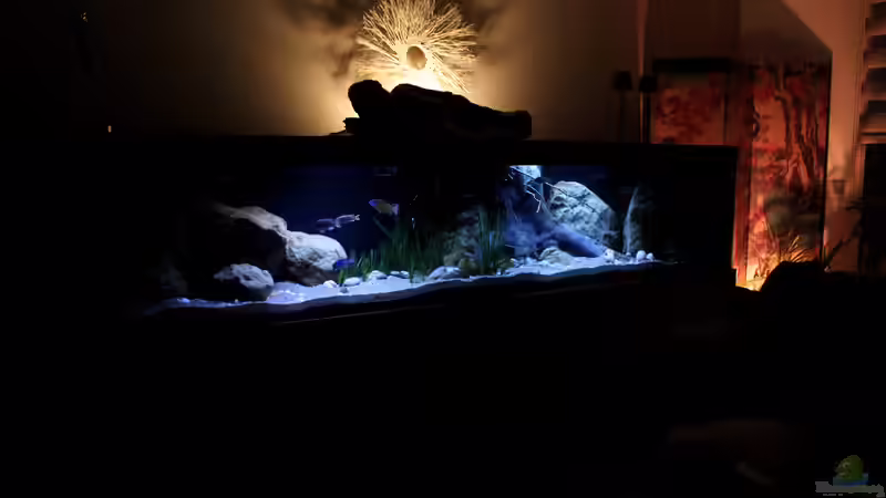 Aquarium Lake Malawi 3.0 - Sandzone von Florian Bandhauer (25)