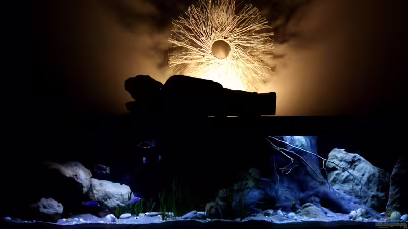 Aquarium Lake Malawi 3.0 - Sandzone von Florian Bandhauer (7)