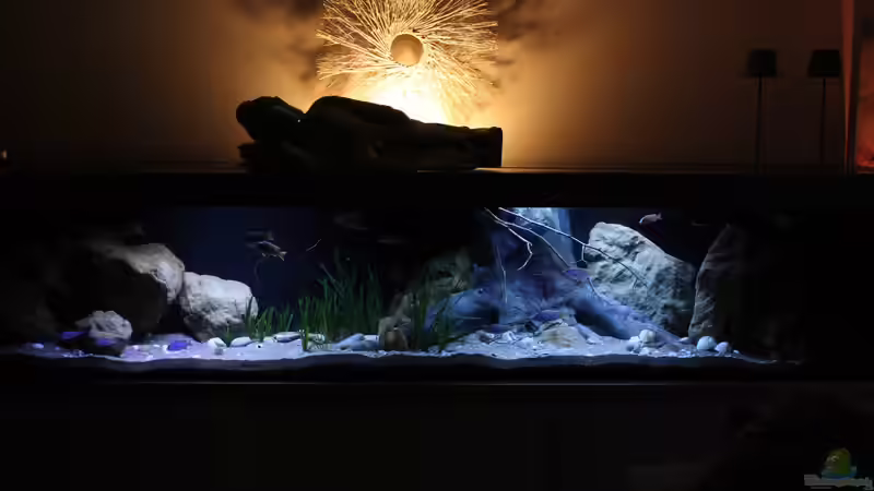 Aquarium Lake Malawi 3.0 - Sandzone von Florian Bandhauer (8)