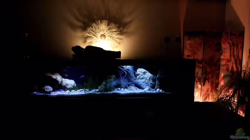 Aquarium Lake Malawi 3.0 - Sandzone von Florian Bandhauer (9)