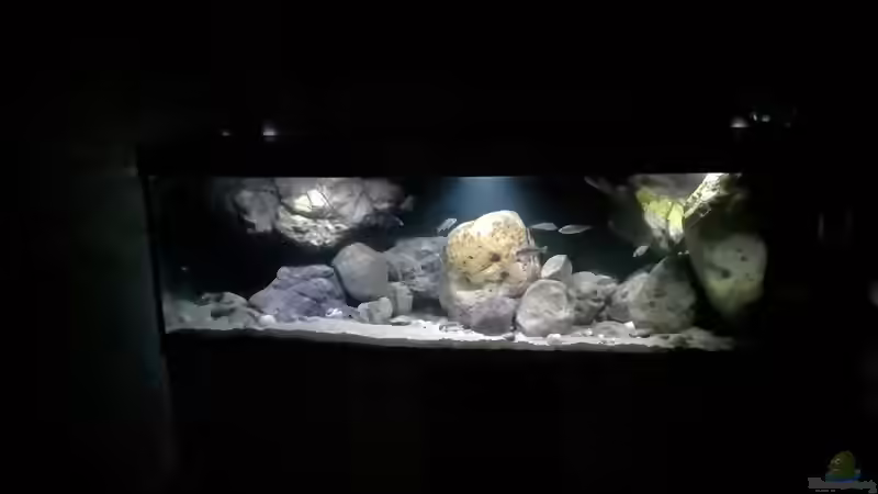 Aquarium Lake Malawi Cichlids von Florian Bandhauer (4)