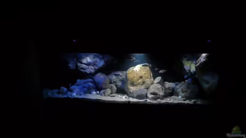 Aquarium Lake Malawi Cichlids von Florian Bandhauer (5)