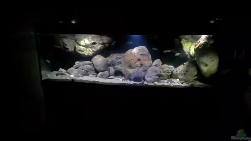 Aquarium Lake Malawi Cichlids von Florian Bandhauer (6)