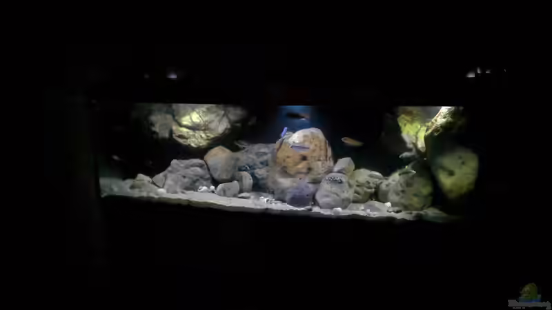 Aquarium Lake Malawi Cichlids von Florian Bandhauer (7)