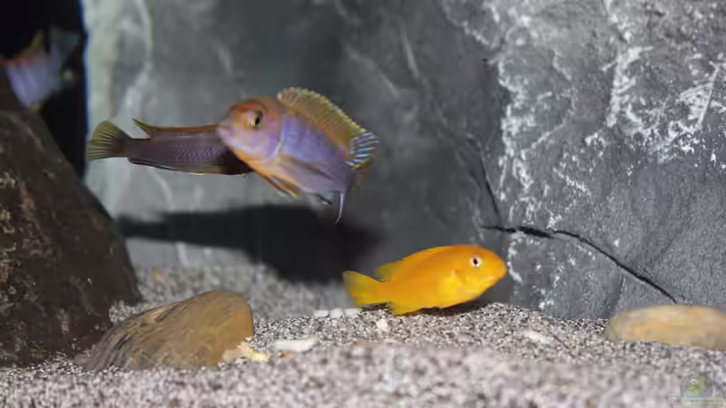 Aquarium Lake Malawi von Jürgen Hubral (10)