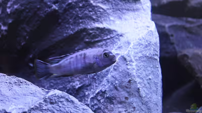 Aquarium Lake Malawi von Jürgen Hubral (12)