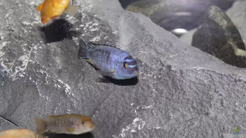Aquarium Lake Malawi von Jürgen Hubral (14)