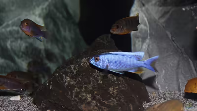 Aquarium Lake Malawi von Jürgen Hubral (15)