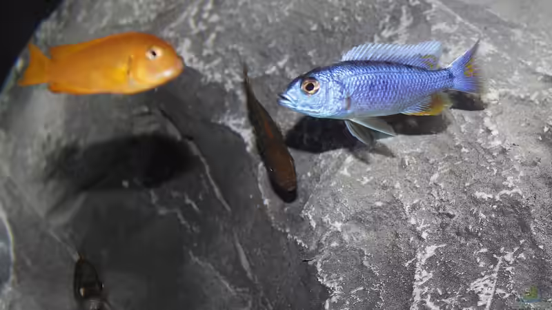Aquarium Lake Malawi von Jürgen Hubral (4)