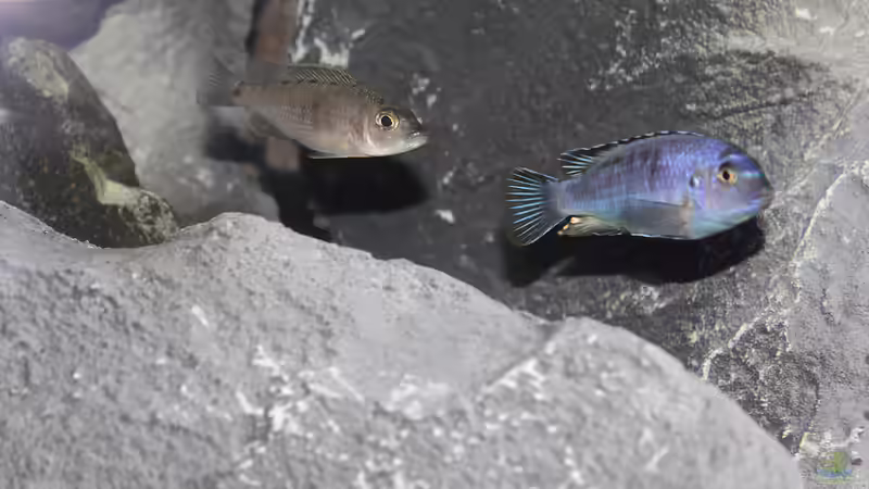 Aquarium Lake Malawi von Jürgen Hubral (9)