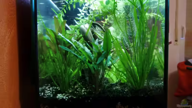 Aquarium Land of Jungle von kili (3)