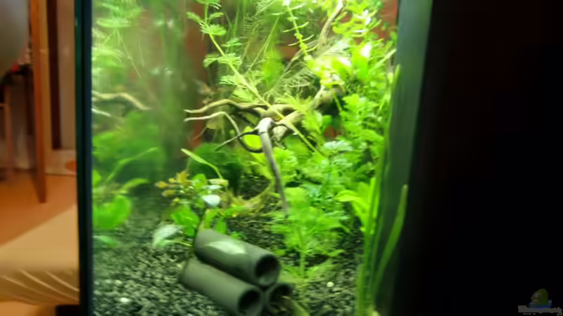 Aquarium Land of Jungle von kili (4)