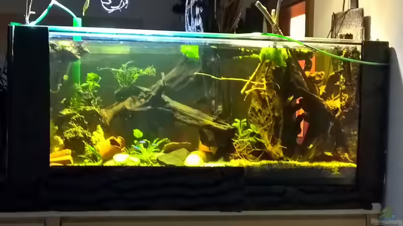 Aquarium Lars 300l 1. von Lars 300l 1. (8)