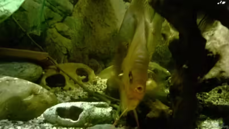 Aquarium Lars 900l von Lars 300l 1. (4)