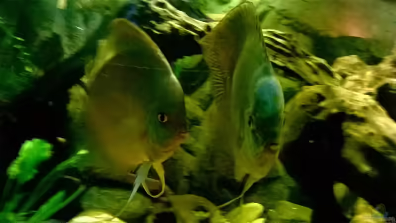 Aquarium Lars 900l von Lars 300l 1. (5)