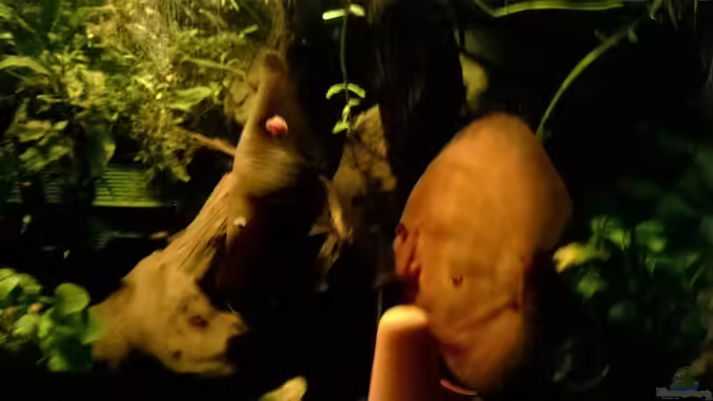 Aquarium Lars 900l von Lars 300l 1. (7)