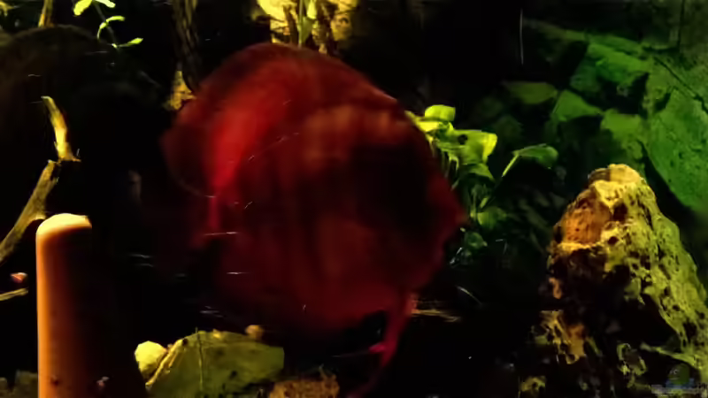 Aquarium Lars 900l von Lars 300l 1. (8)