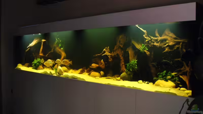 Aquarium Latin Dream von Dreamworker (5)