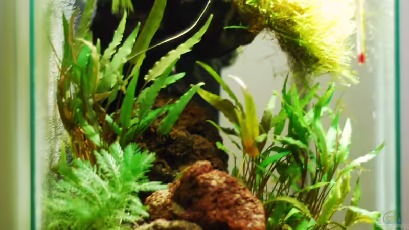 Aquarium Lavanano von TimTamTellerlein (10)