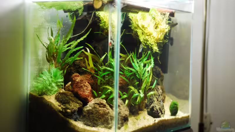 Aquarium Lavanano von TimTamTellerlein (11)
