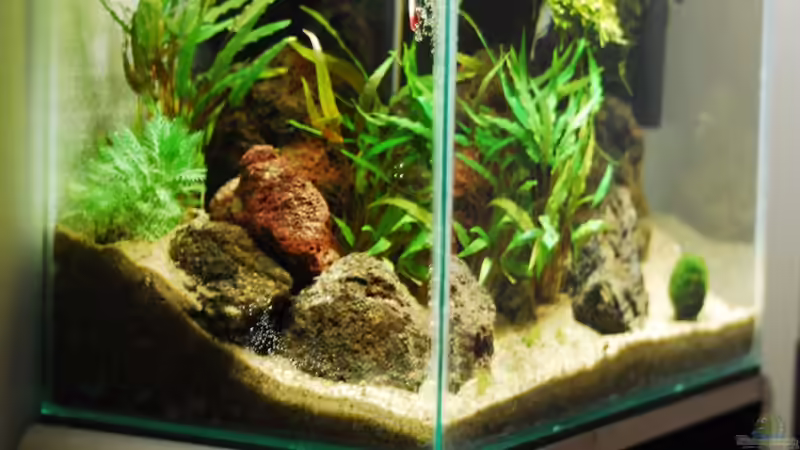 Aquarium Lavanano von TimTamTellerlein (12)