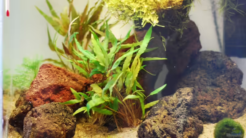 Aquarium Lavanano von TimTamTellerlein (9)