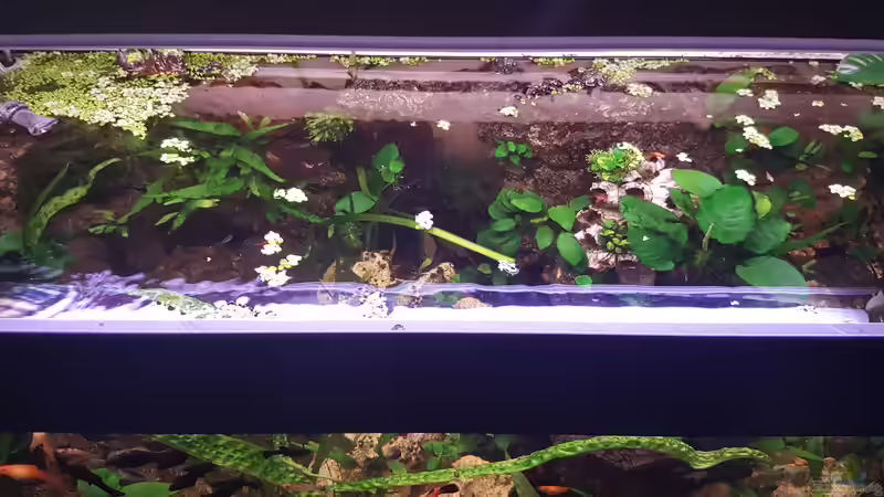 Aquarium LebendgebärendenParadies von Nelly (10)