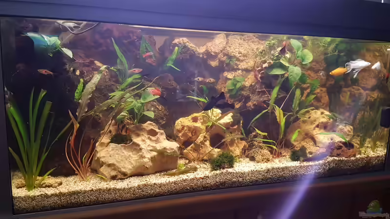 Aquarium LebendgebärendenParadies von Nelly (11)