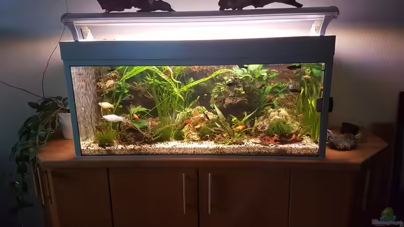 Aquarium LebendgebärendenParadies von Nelly (12)