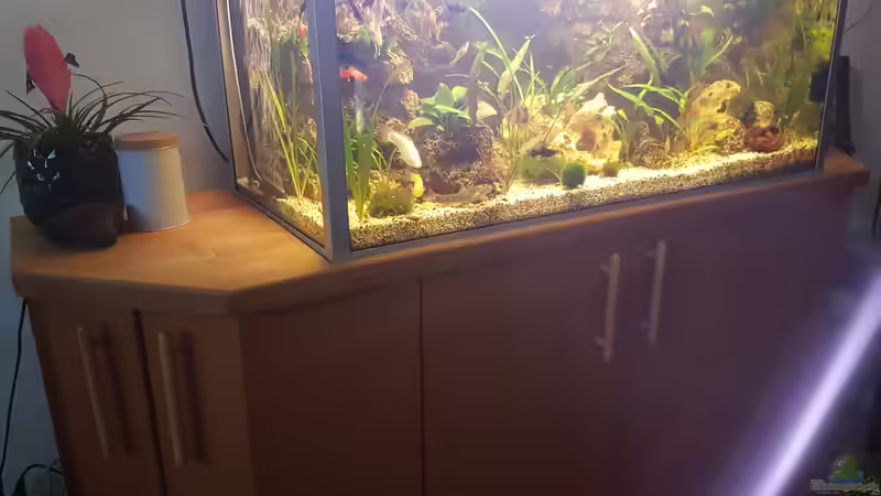 Aquarium LebendgebärendenParadies von Nelly (2)