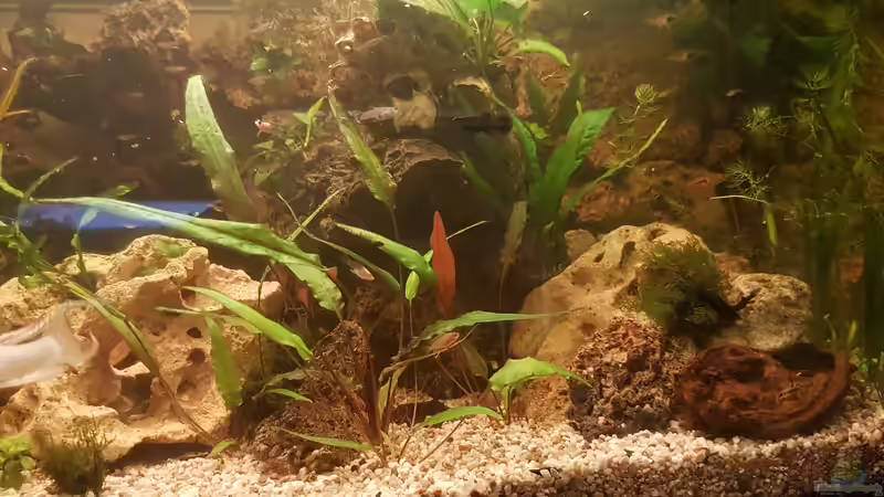 Aquarium LebendgebärendenParadies von Nelly (3)