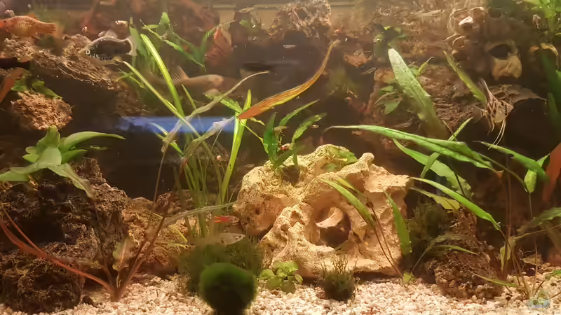 Aquarium LebendgebärendenParadies von Nelly (4)