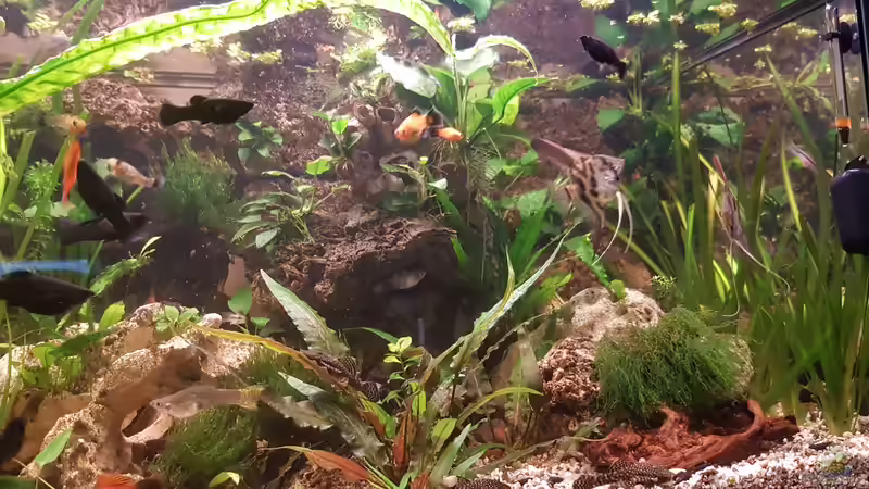 Aquarium LebendgebärendenParadies von Nelly (7)