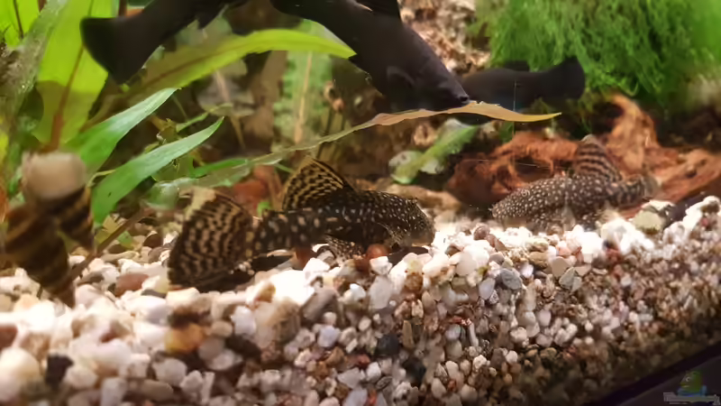 Aquarium LebendgebärendenParadies von Nelly (8)