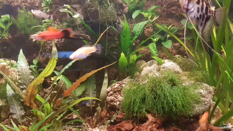 Aquarium LebendgebärendenParadies von Nelly (9)