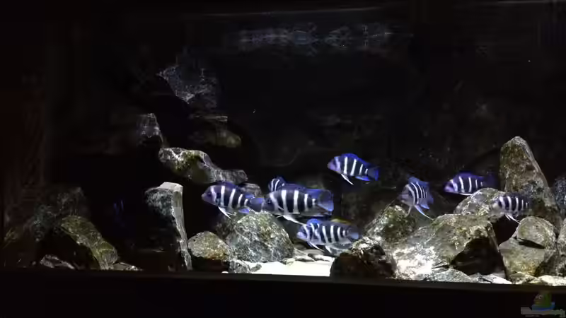 Aquarium left side von Björn (Slavi) (3)