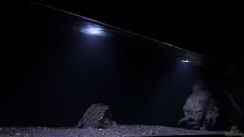 Aquarium Lethrinops Buddelkiste (nur noch als Beispiel) von Sebastian O. (2)