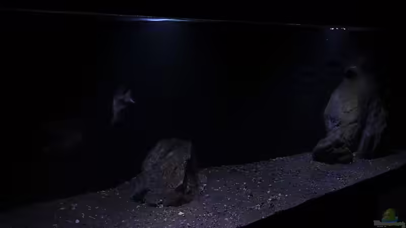 Aquarium Lethrinops Buddelkiste (nur noch als Beispiel) von Sebastian O. (6)