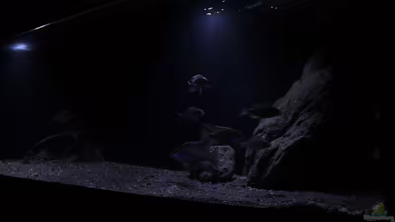 Aquarium Lethrinops Buddelkiste (nur noch als Beispiel) von Sebastian O. (8)