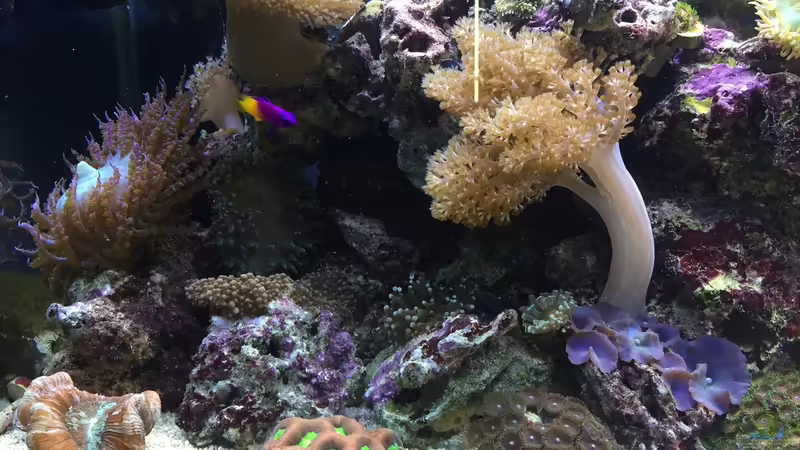 Aquarium li. Seite  von Embasch (3)