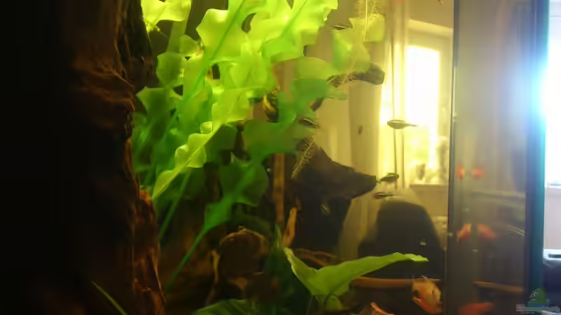 Aquarium Lido 120 - nur noch als Beispiel von schroepse (3)