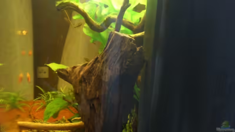 Aquarium Lido 120 - nur noch als Beispiel von schroepse (4)