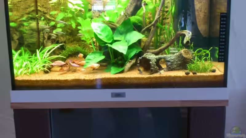 Aquarium Lido 120 - nur noch als Beispiel von schroepse (6)