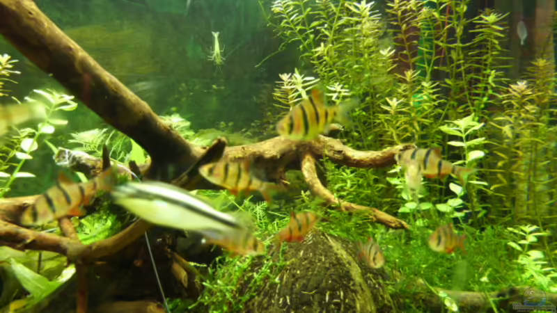 Aquarium Lido 120 von mucki (3)