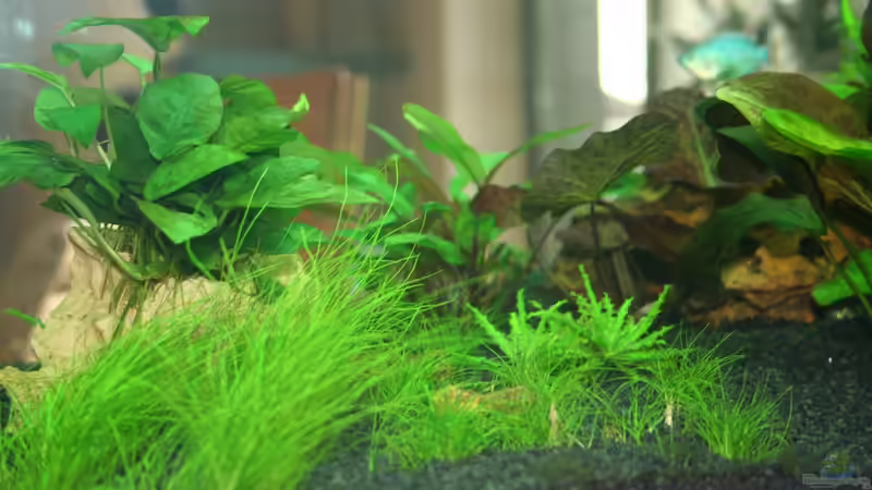 Aquarium Lido 120 von Nils Blümle (6)