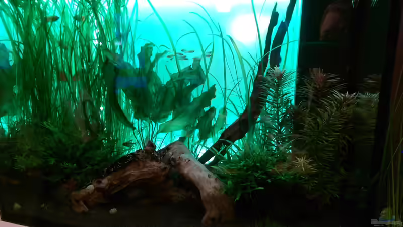 Aquarium Lido 200 Gesellschaft von Eric Mattiszik (3)